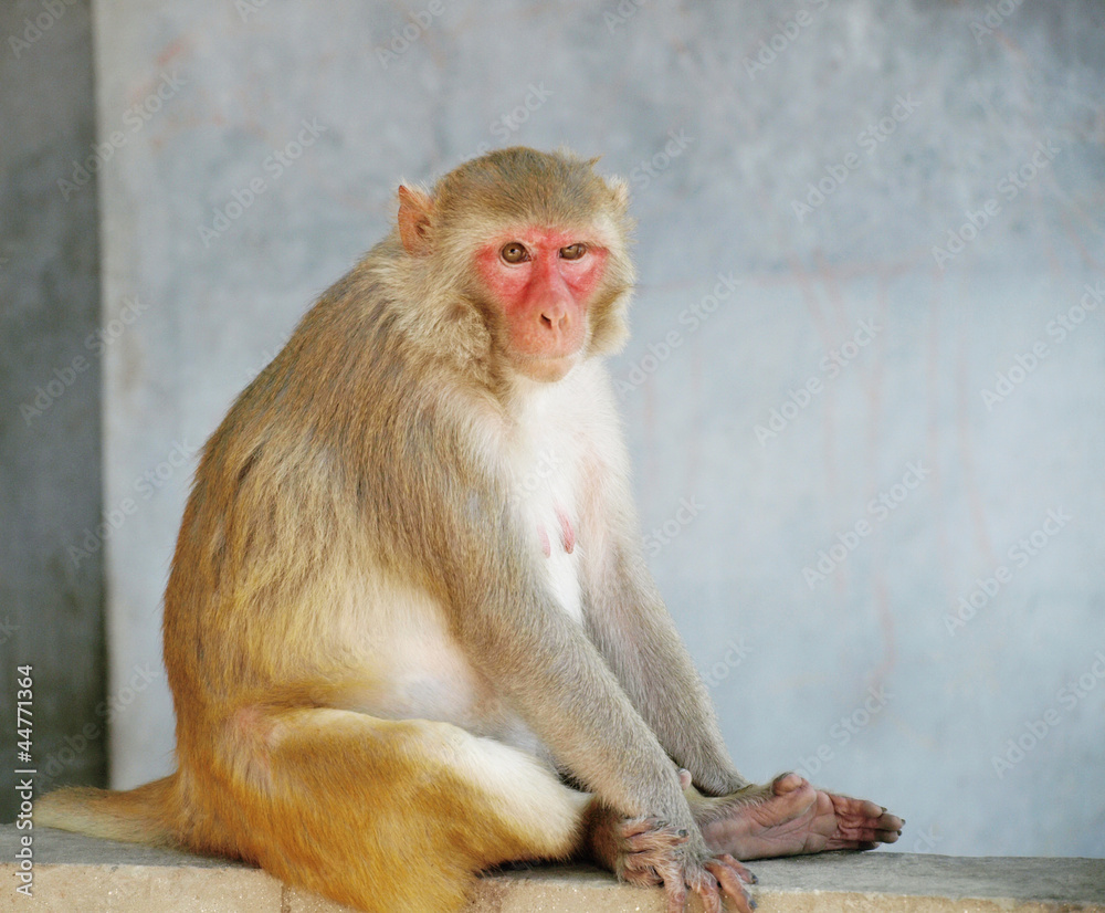 Portrait of monkey from india, summer 2011