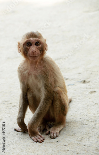 Portrait of  little monkey from india in summer © KatyPavliuk