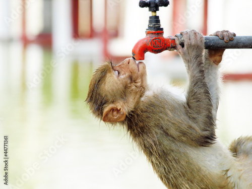 Photography Monkey is searching clean water at hot day in India
