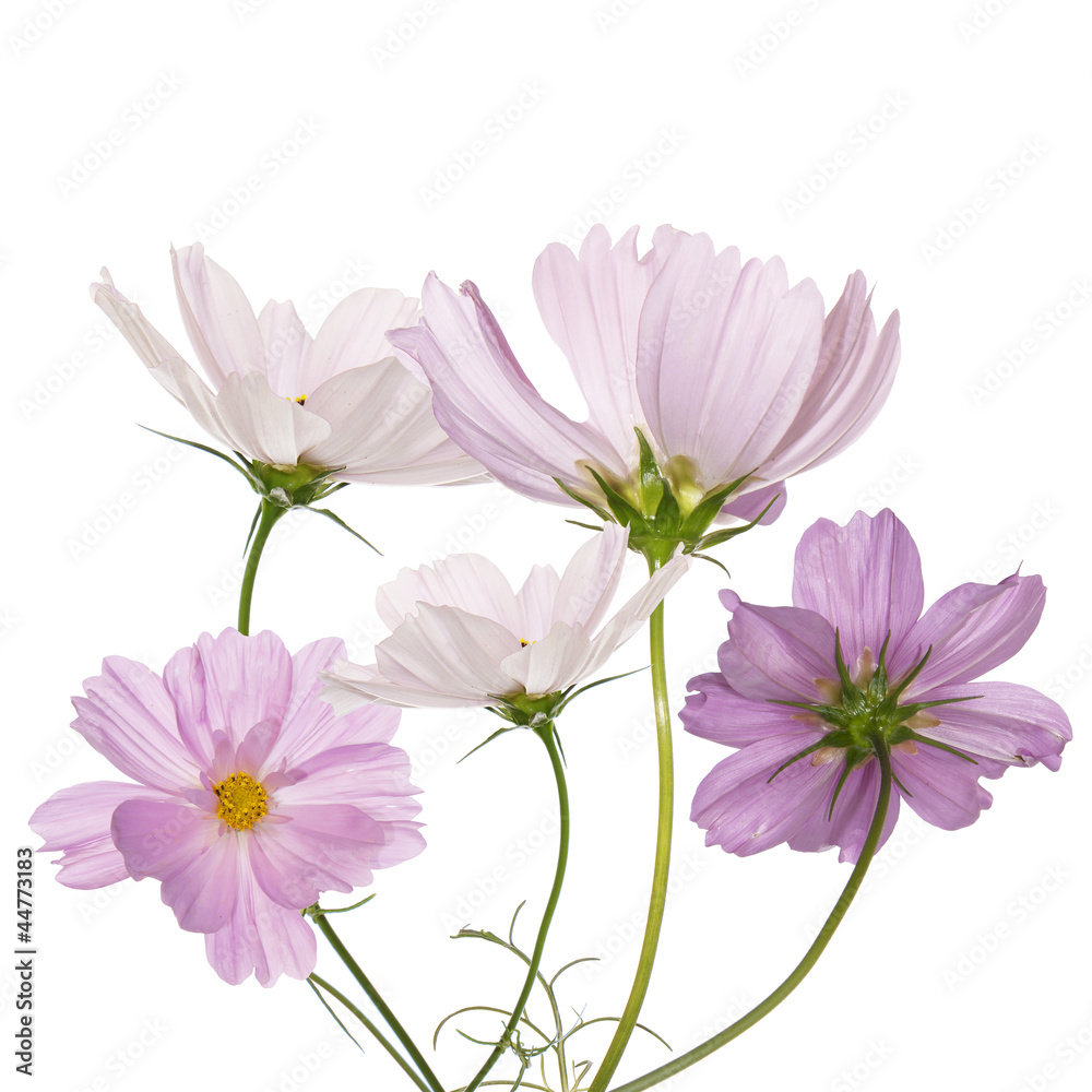 Decorative garden flowers on a white background