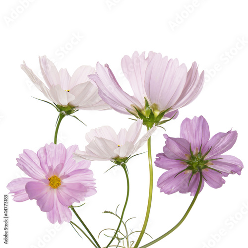 Decorative garden flowers on a white background © red150770