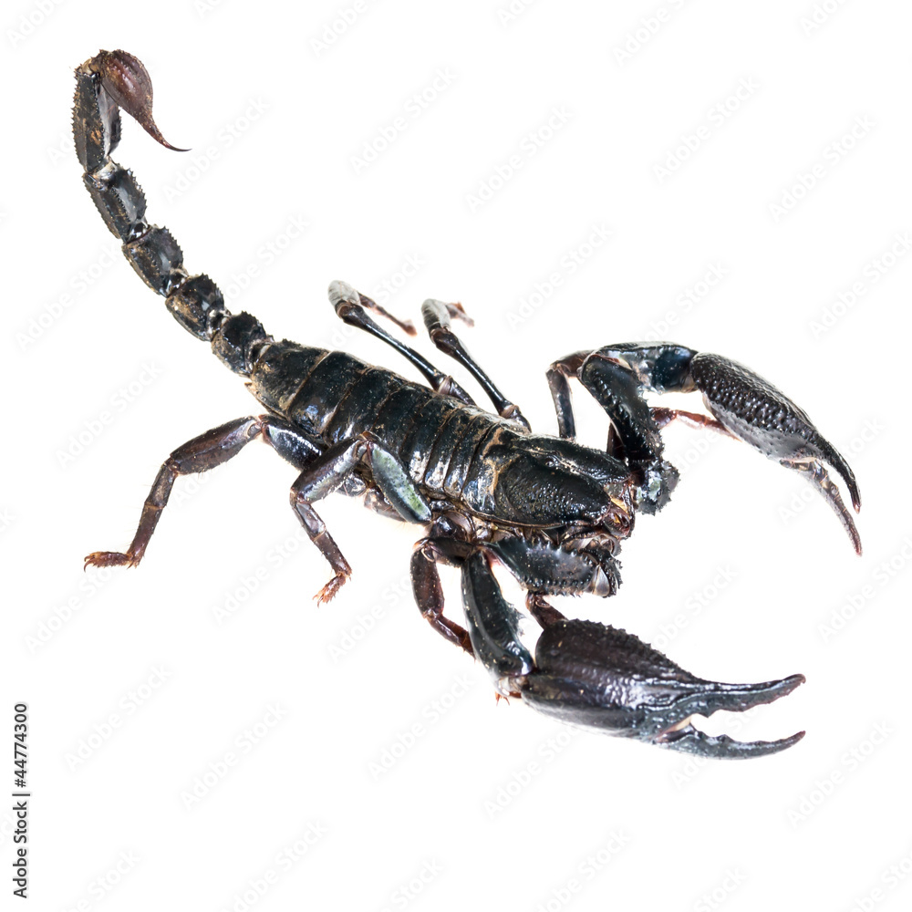 Black Scorpion on white background Black Scorpion on white background