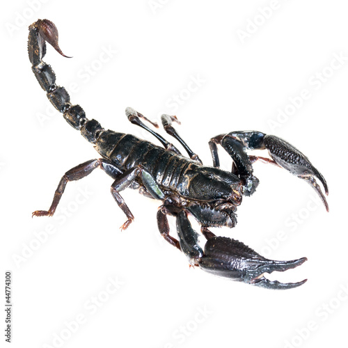 Black Scorpion on white background