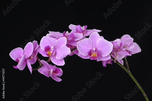 Branch pink orchid on black background