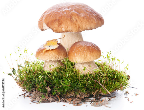 Fresh porcini mushrooms on white background