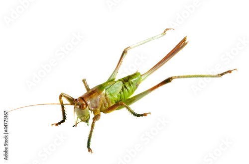 grasshopper over white © JackF