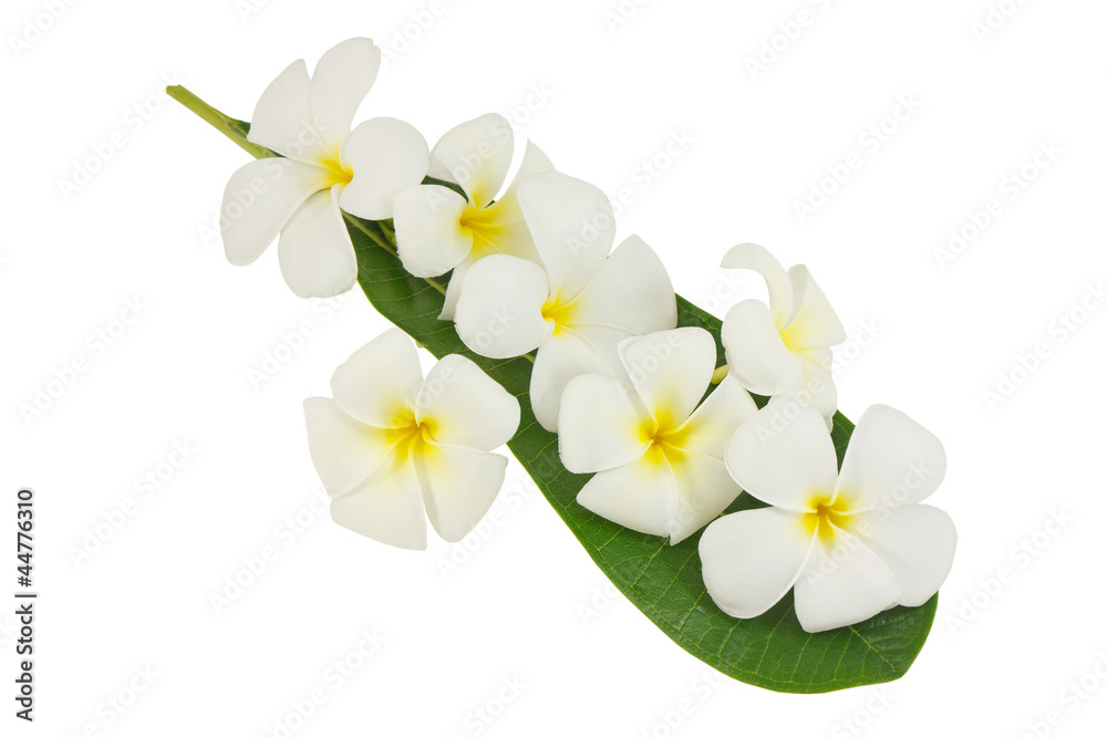 Obraz premium Closeup frangipani flower