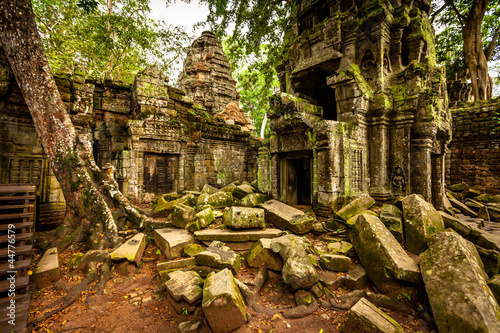Tree of Ta Prohm, Angkor Wat