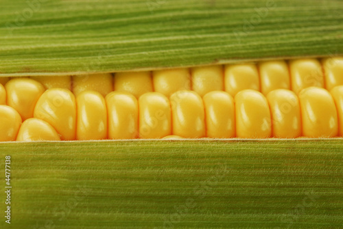 corn cob