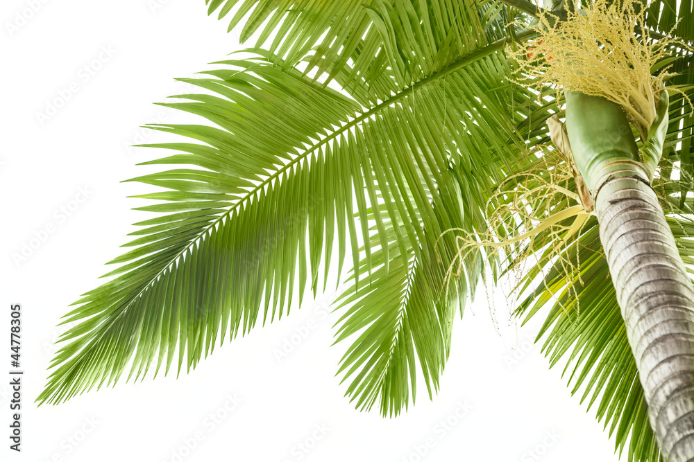 Fototapeta premium Plam tree on white