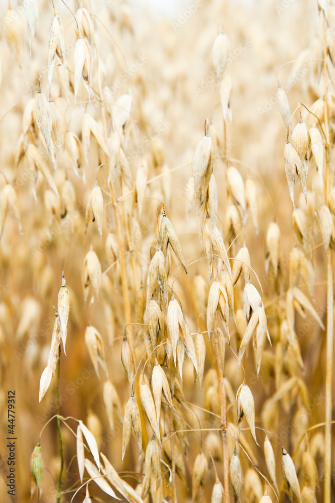 Field of a ripening oats