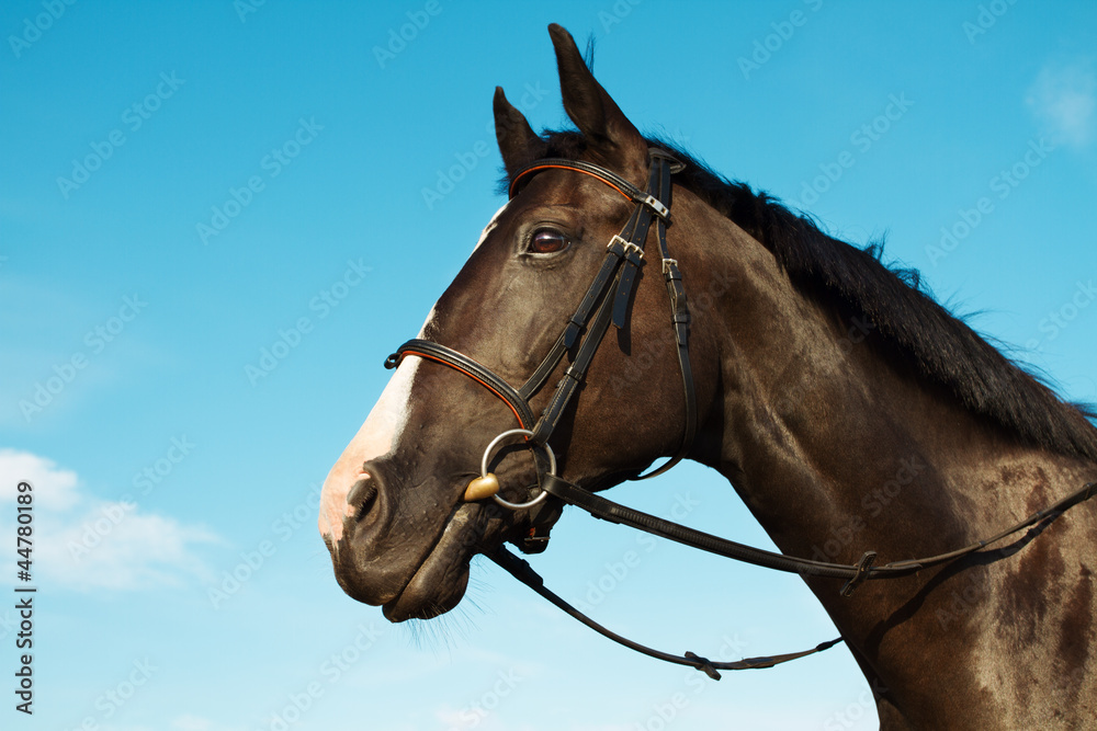 Fototapeta premium Horse head portrait over blue sky background