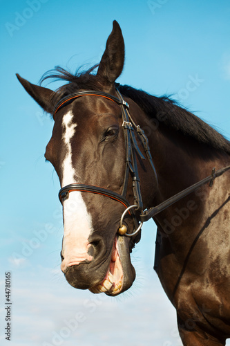 horse head smiling over blue sky background © inarik