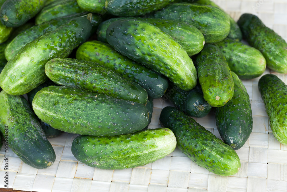 fresh green cucumber fresh green cucumber