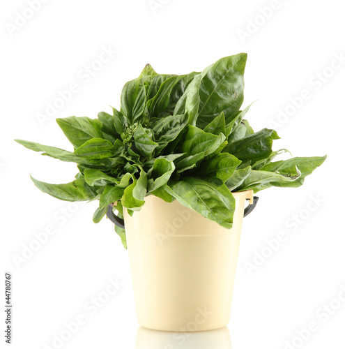 Bild auf Leinwand Green fresh basil in flowerpot, isolated on white.