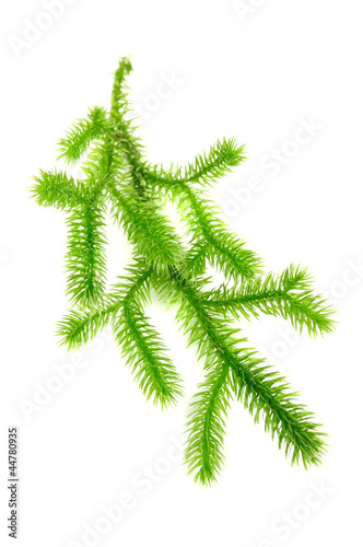 Club Moss (Lycopodium Clavatum) Isolated on White Background photo