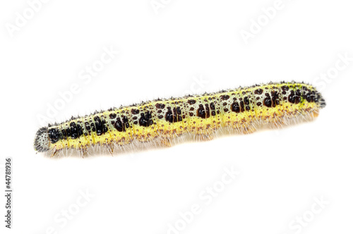 Cabbage Caterpillar Close-up Isolated on White Background