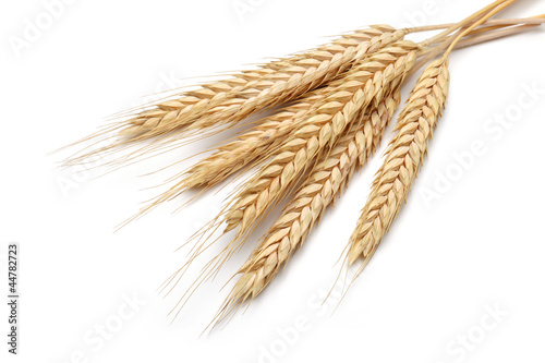 Bunch of yellow wheat ears isolated white background