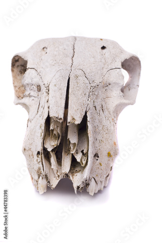 sheep skull © Mauro Rodrigues