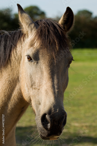Portrait of a Connemara Pony
