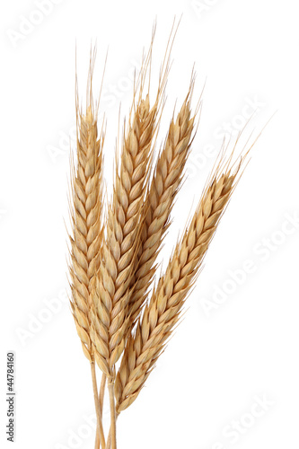 Stampa su tela Wheat bundle