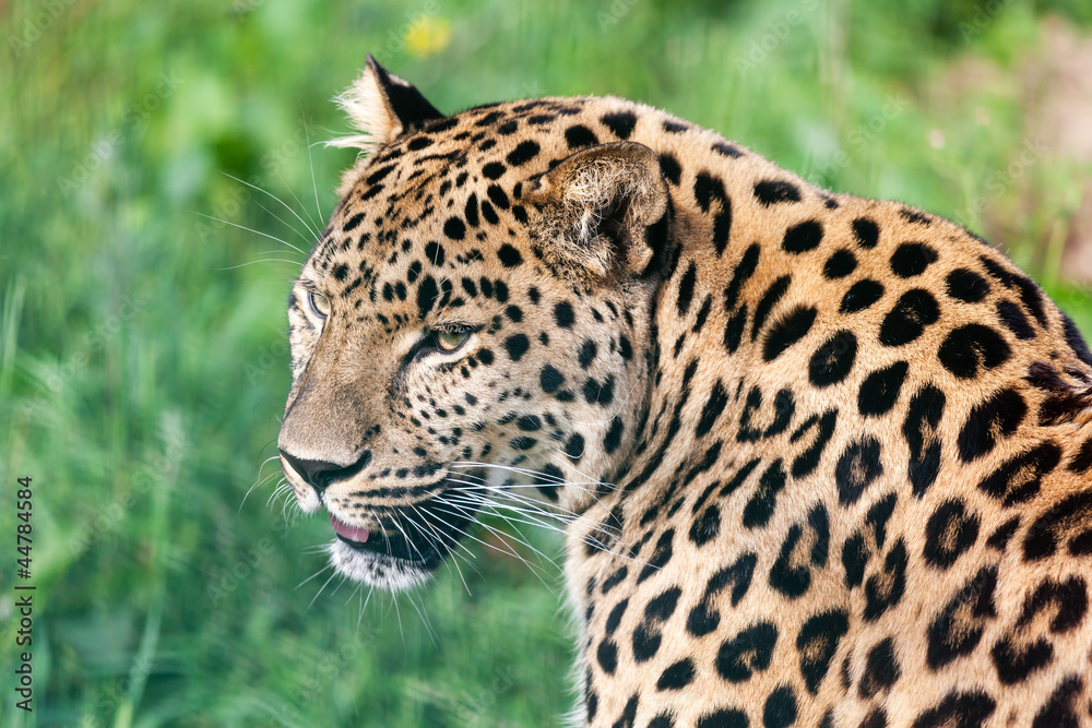 Obraz premium Head Short Portrait of Beautiful Amur Leopard