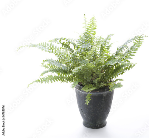 Potted Plant - Fern