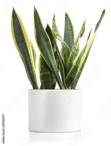 Potted Snake Plant Isolated On White