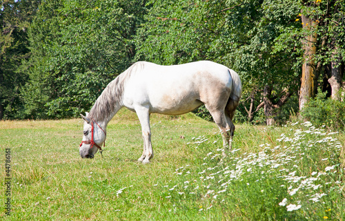 Horse grazing in grassland