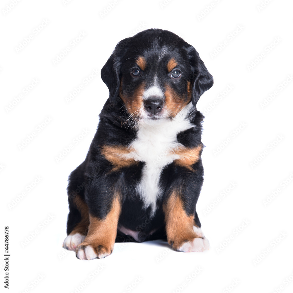 puppy sennenhund, one months, isolated on white