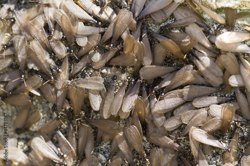 Wallpaper Mural swarm of winged termites Torontodigital.ca