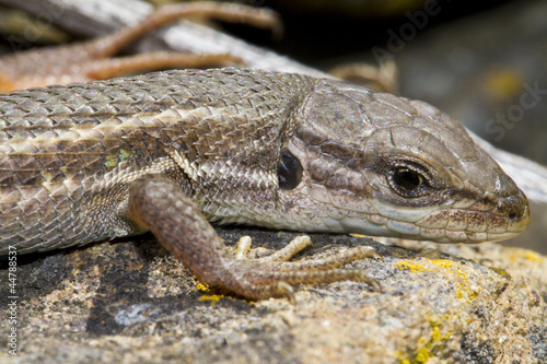 large psammodromus (psammodromus algirus) lizard