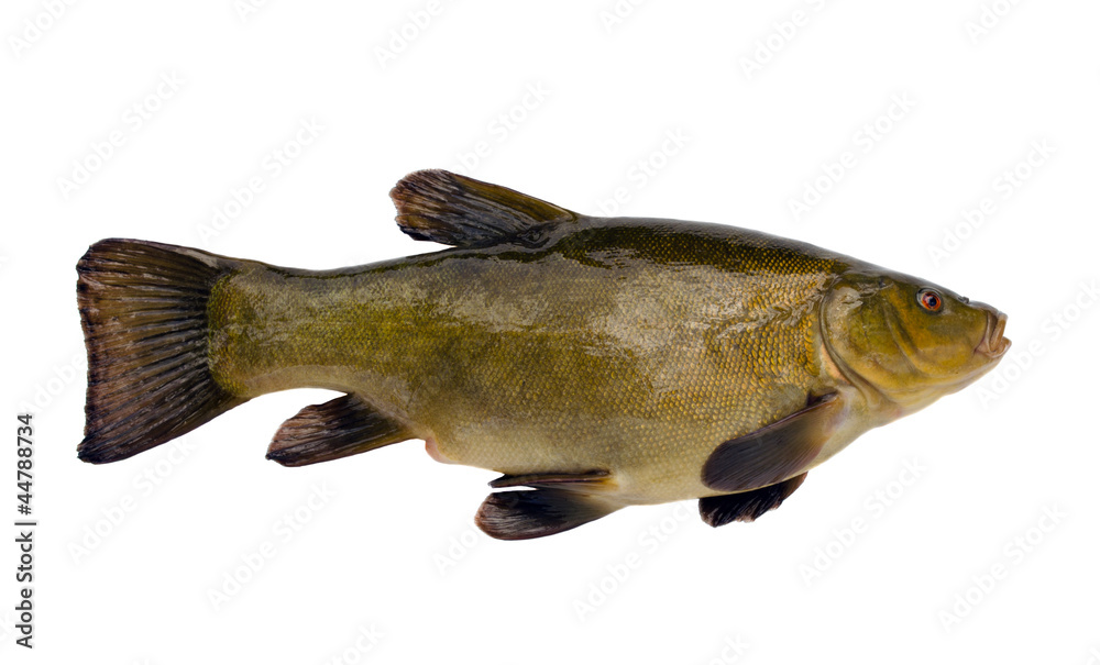 Fototapeta premium Tench fish after fishing isolated on white