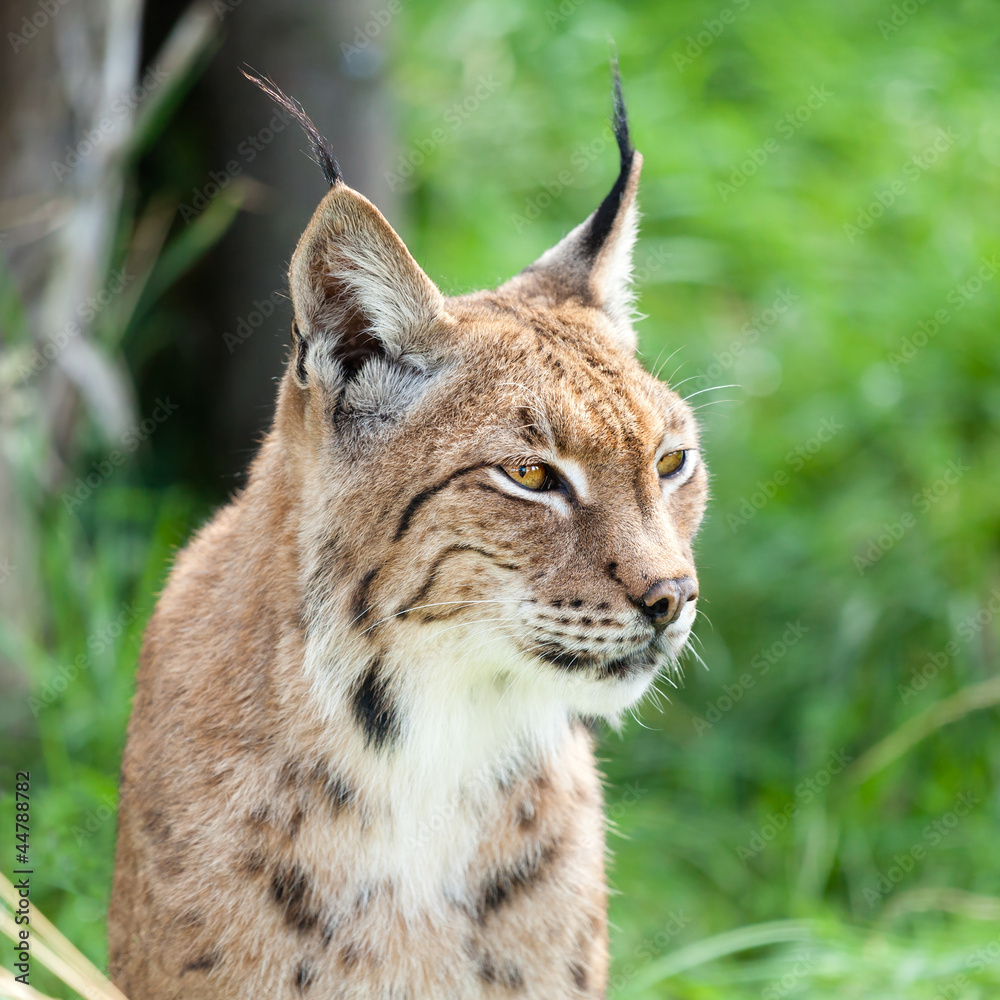 Head Shot Portait of Eurasian Lynx against Greenery Head Shot Portait of Eurasian Lynx against Greenery