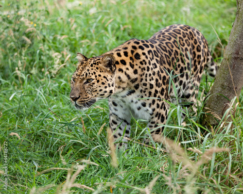 Amur Leopard Prowling through Long Grass