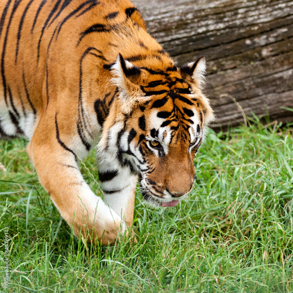 Bengal Tiger Searching for Something in Grass Bengal Tiger Searching for Something in Grass