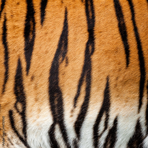Real Live Tiger Fur Stripe Pattern Background #44789361