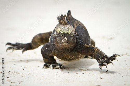 Marine Iguana walking straight at you