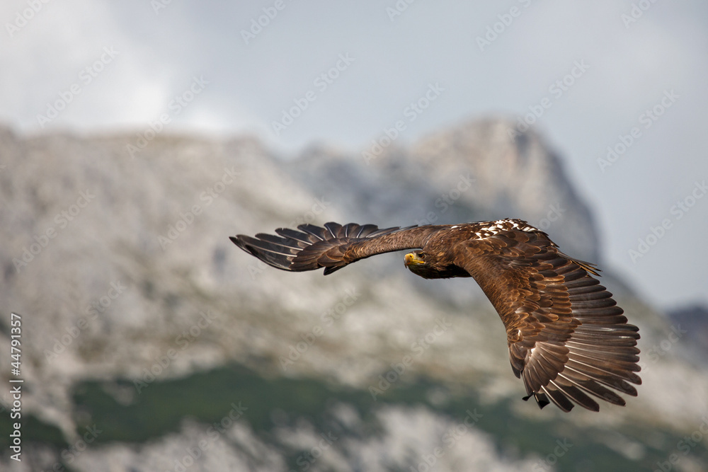 Fototapeta premium über den Alpen