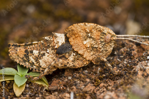 Grasshopper (Ocnerodes fallaciosus) photo