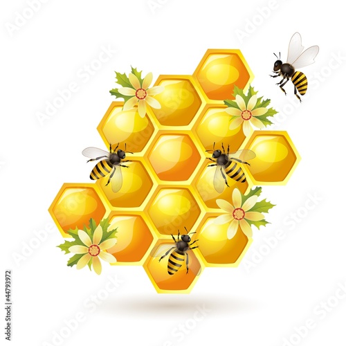 Bees, honeycombs and flowers  isolated on white