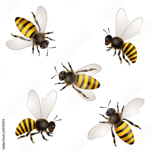 Set of bees isolated on white