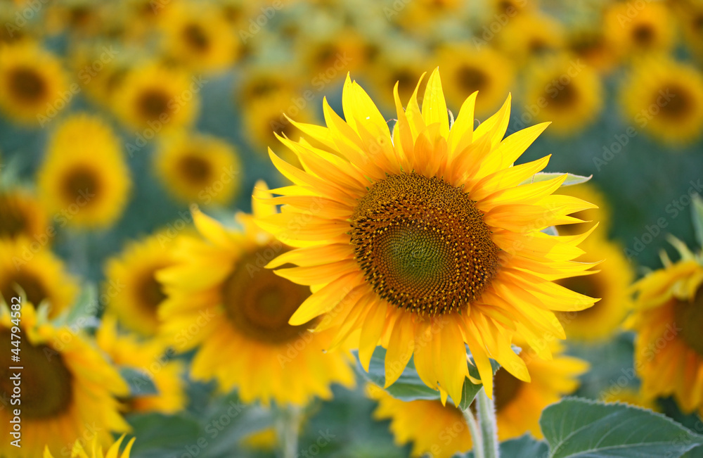 sunflowers