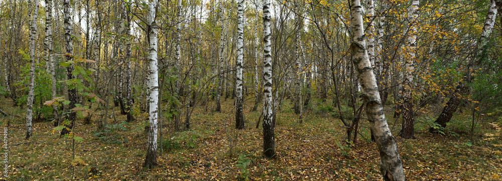 Obraz premium forest