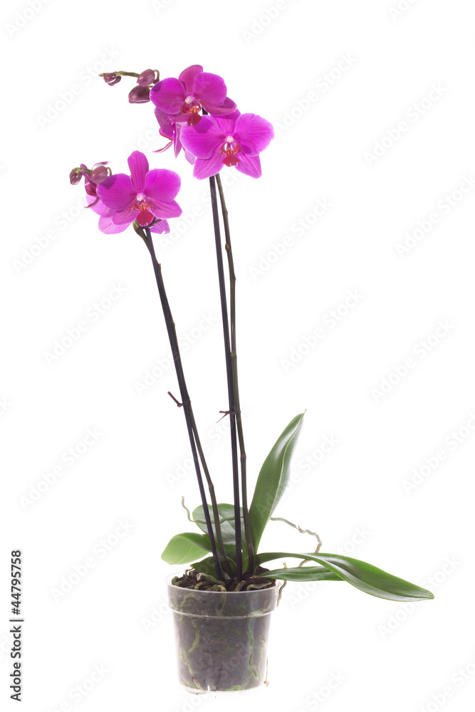 Purple orchid Purple orchid