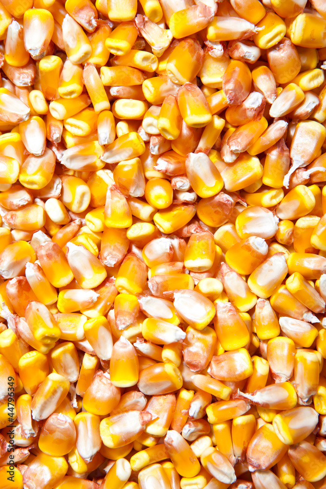 corn grain corn grain