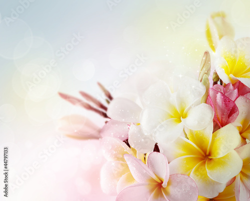 butterfly on flowers