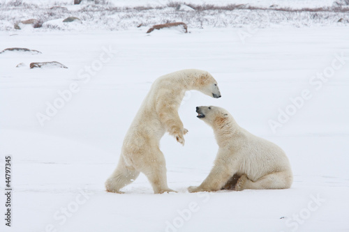 Polar bear  King of the Arctic