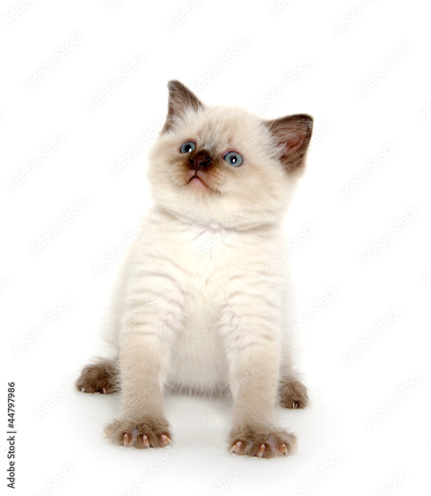 Cute kitten on white