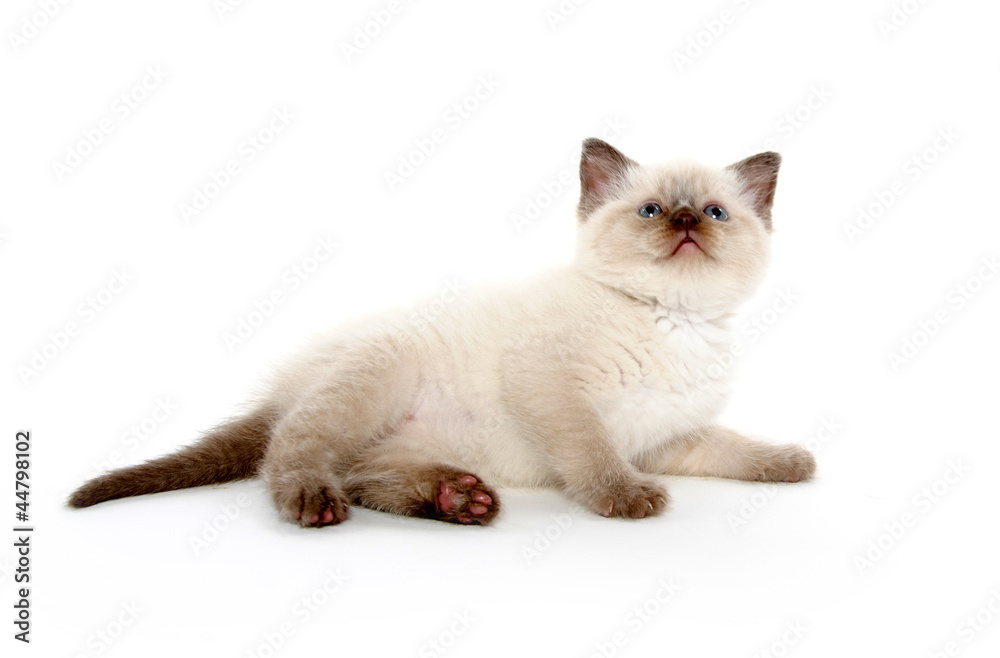 Fototapeta premium Cute kitten on white